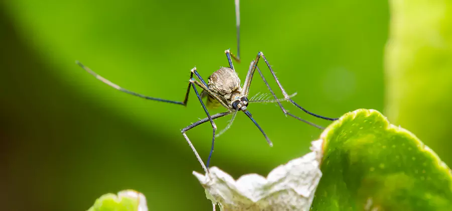 Natural Outdoor Mosquito Repellent in Wayne