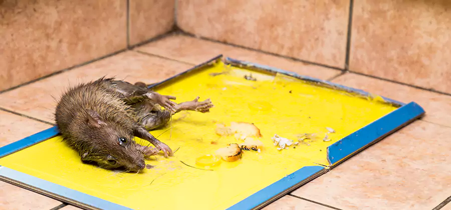 Rat Trapping Service In Wayne