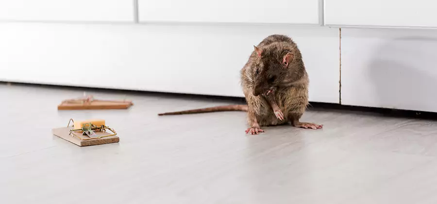 Rat Baiting Removal Service in Wayne