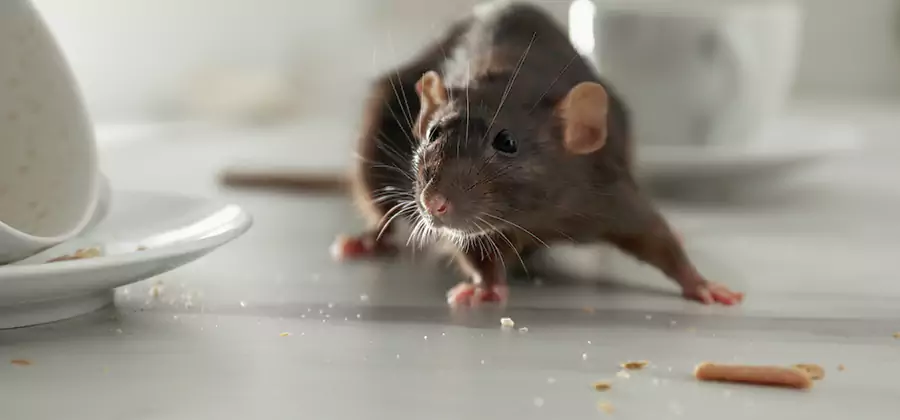 Attic Rat Exclusion Service in Wayne