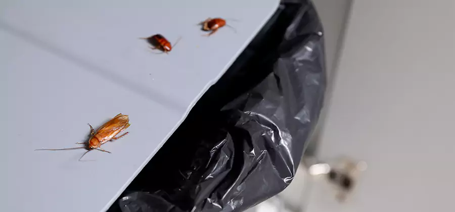 German Roach Pest Control in Wayne