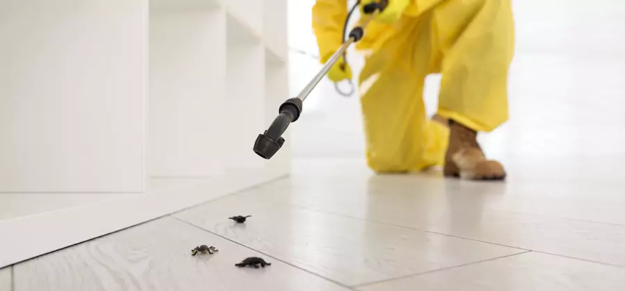 Roach and Bed Bug Exterminator in Wayne