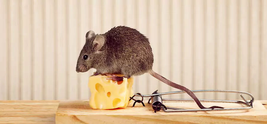 Commercial Rodent Exclusion Services in Wayne