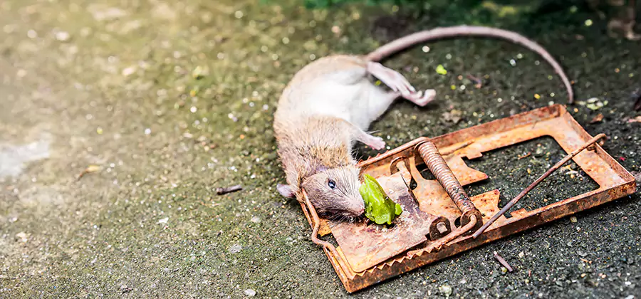 Rat Trapping in Wayne