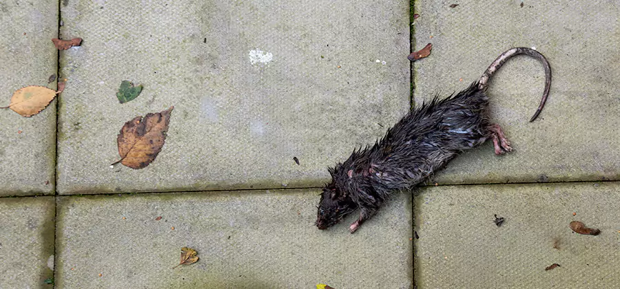 Rodent inspection service in Wayne