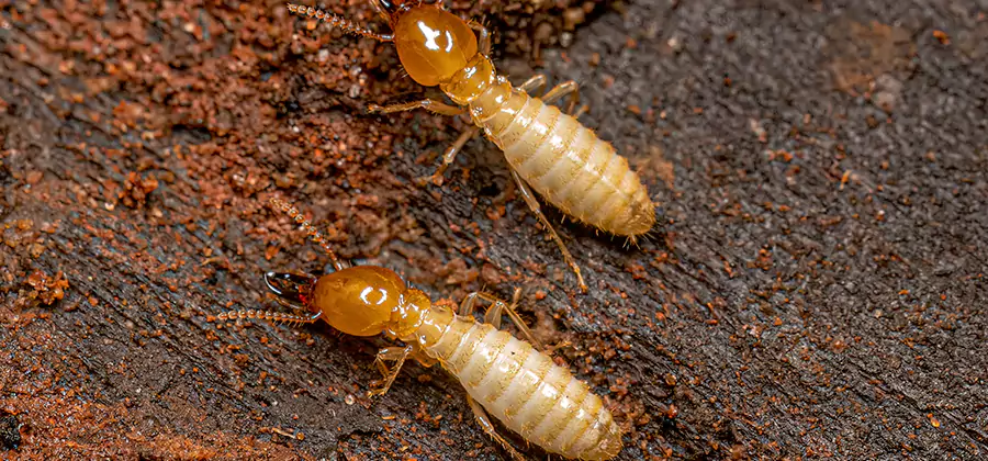 Sentricon Residential Termite Control in Wayne