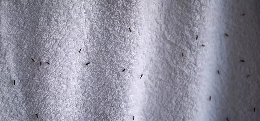 Small Black Ants in Bathroom Treatment in Wayne