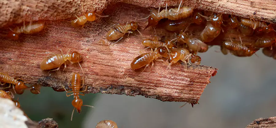 Perimeter Soil Termite Treatment in Wayne