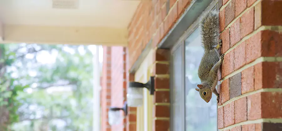 Squirrel Inside Walls Removal in Wayne