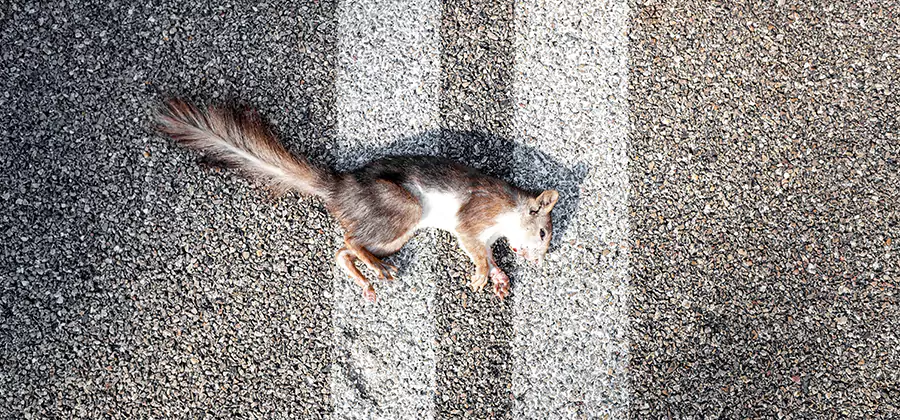Dead Squirrel Removal in Wayne