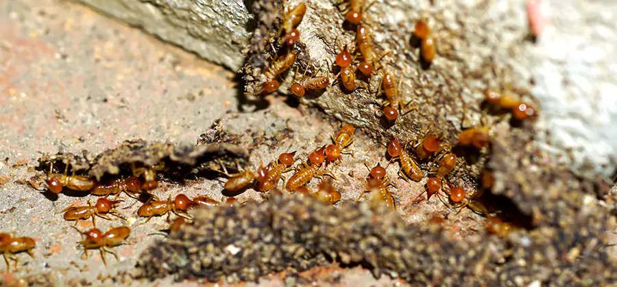 Wood Treatment and Localized Termite Solutions in Wayne