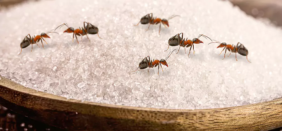 Indoor Sugar Ant Treatment in Wayne