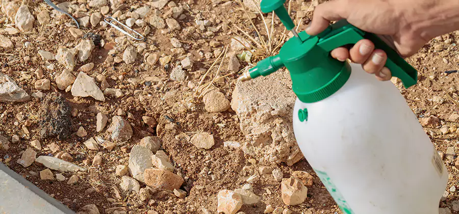 Heat Treatment Termite Cost in Wayne