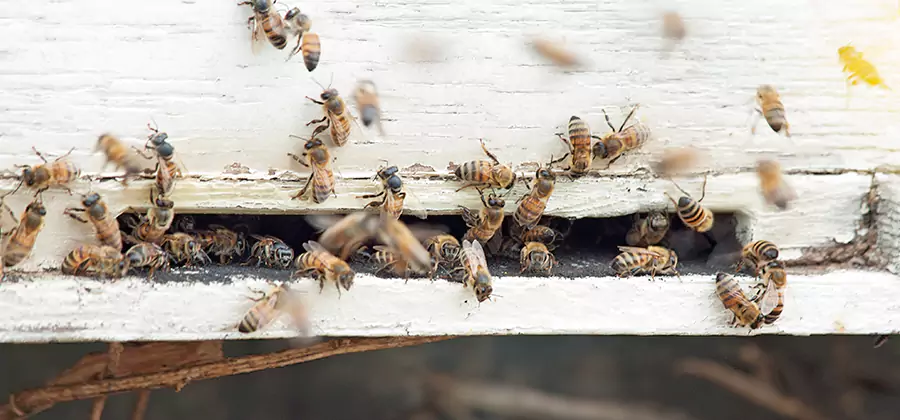 Residential Termite Fumigation in Wayne