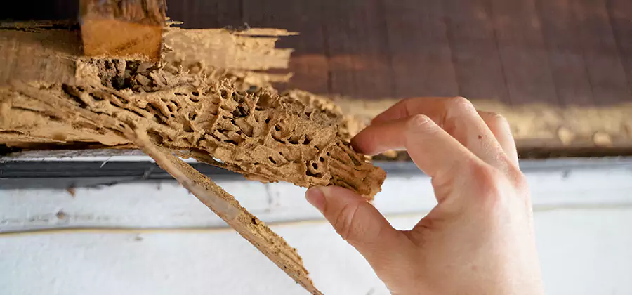 Pre-Purchase Termite Inspection in Wayne