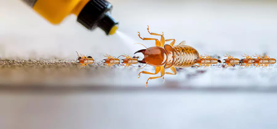 Foundation Termite Spraying Control in Wayne