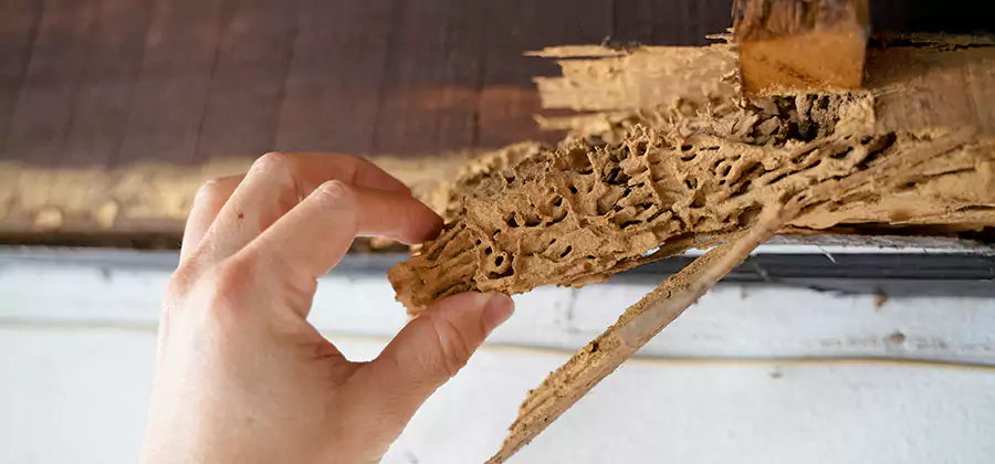 Pre-Construction Termite Treatment in Wayne