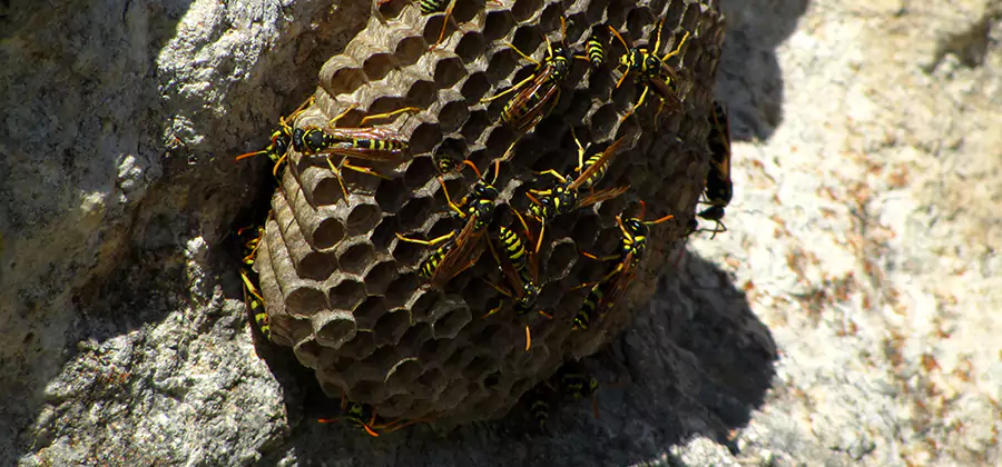 Wasp Nest in Tree Removal Wayne