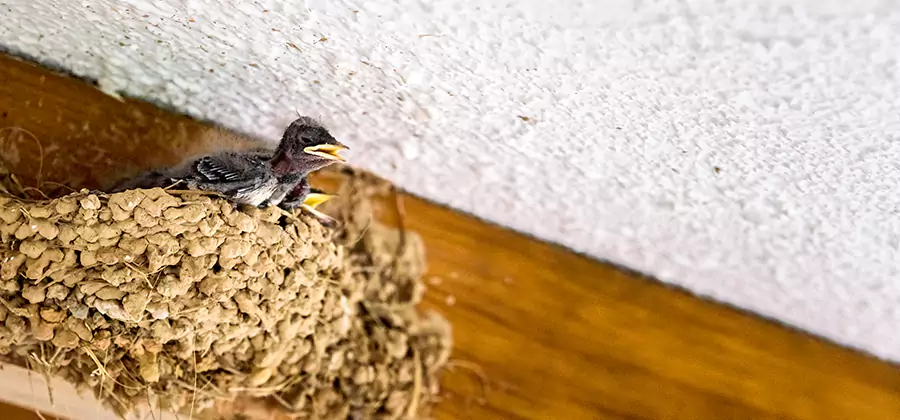 Bird Removal From House in Wayne