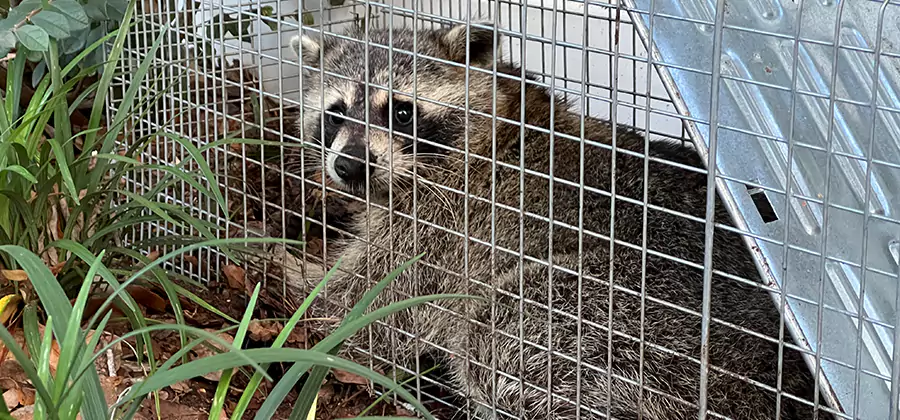 Wildlife Relocation Services in Wayne
