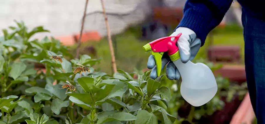 Yellow Jacket Pest Removal for Commercial Properties in Wayne