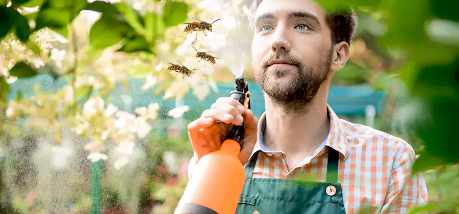 Yellow Jacket Wasp Removal in Wayne