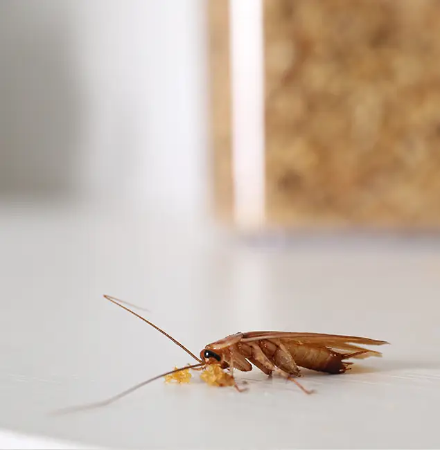 Why Wayne Pest Control Pro Stands Out in Wayne, NJ?