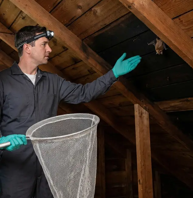 Why Wayne Pest Control Pro Is the Right Choice in Wayne, NJ?