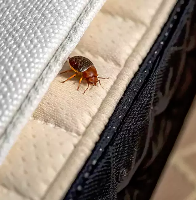 Why Choose Wayne Pest Control Pro for Bed Bug Treatment at Home in Wayne, NJ?