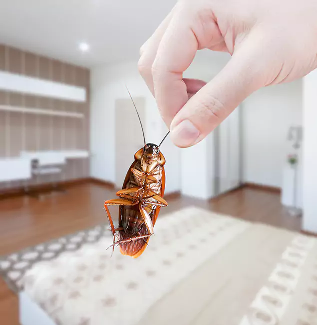Why Wayne Pest Control Pro Stand Out For Bed Bug Inspection in Wayne, NJ?