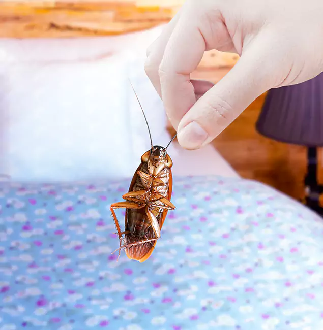 Why Choose Wayne Pest Control Pro for Bed Bug Treatment in Wayne, NJ?