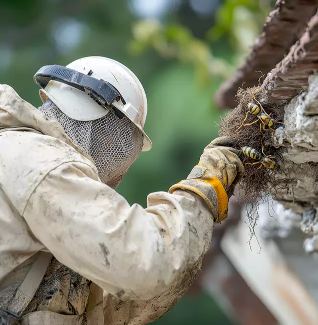 Why Wayne Property Owners Choose Wayne Pest Control Pro for Bee Exterminator?