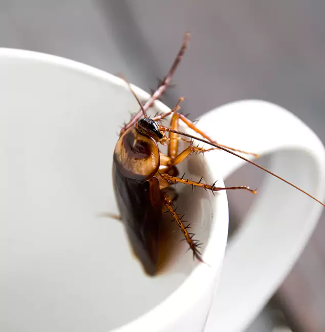 Why Wayne, NJ Residents Trust Wayne Pest Control Pro for Cockroach Fumigation?