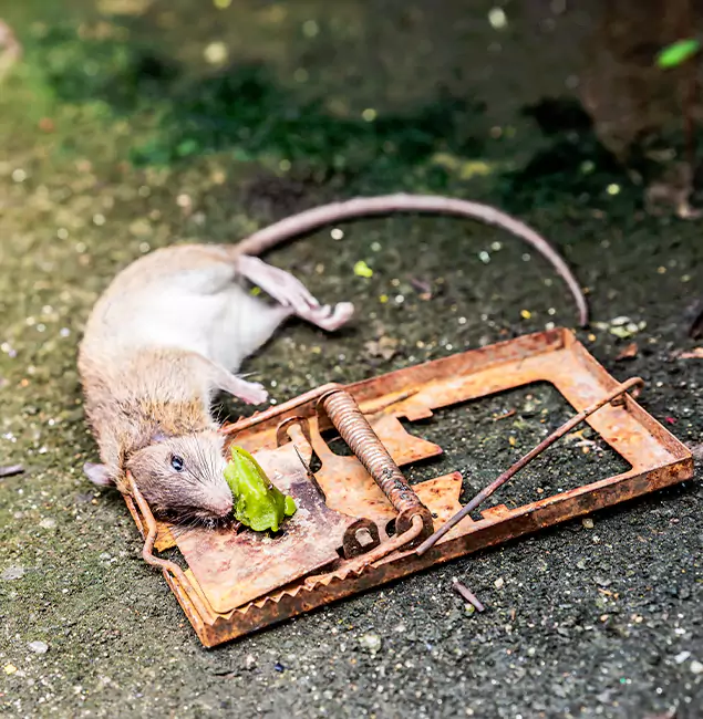 Why Wayne, NJ Homeowners Trust Wayne Pest Control Pro for Rodent Removal?