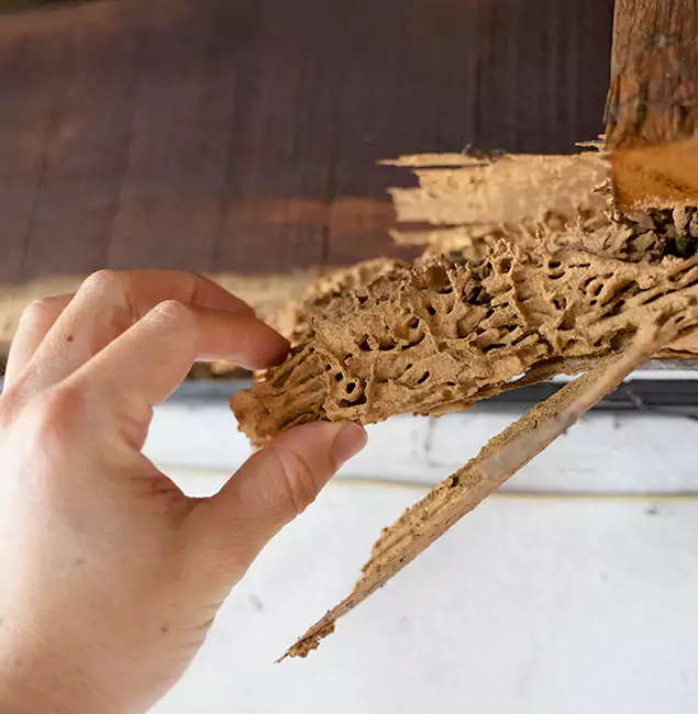 Why Choose Wayne Pest Control Pro in Wayne, NJ?