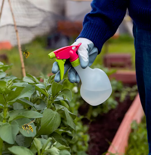 Why Wayne Homeowners Choose Wayne Pest Control Pro for Honey Bee Removal?