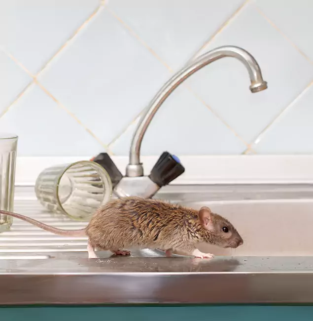 Why Wayne, NJ Trusts Wayne Pest Control Pro for Humane Rodent Control?