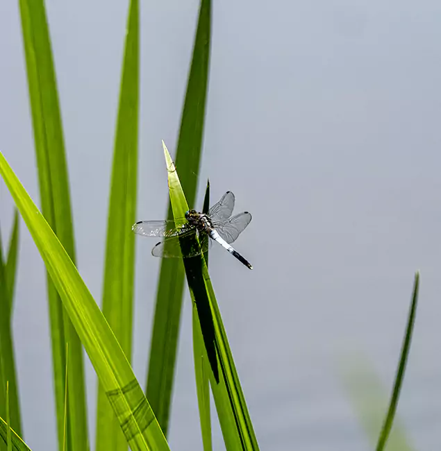 Why Wayne Families Trust Wayne Pest Control Pro for Mosquito Prevention?