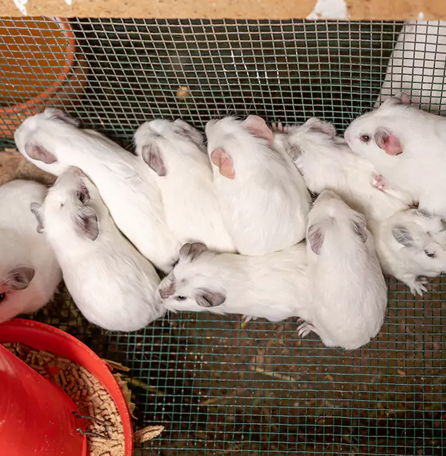 Why Wayne Pest Control Pro Is the Trusted Choice in Wayne, NJ?