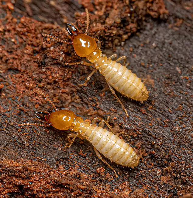 Why Choose Wayne Pest Control Pro for Termite Treatment Without Tenting in Wayne, NJ?