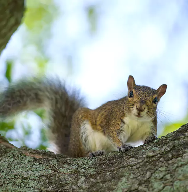 Why Wayne, NJ Relies on Wayne Pest Control Pro for Squirrel Pest Control?