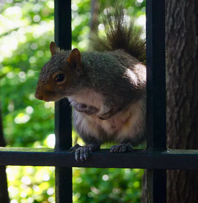 Why Wayne, NJ Chooses Wayne Pest Control Pro for Squirrel Removal?