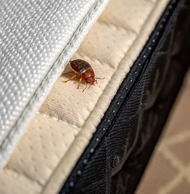 Why Wayne Homeowners Trust Wayne Pest Control Pro for Tick Treatment?