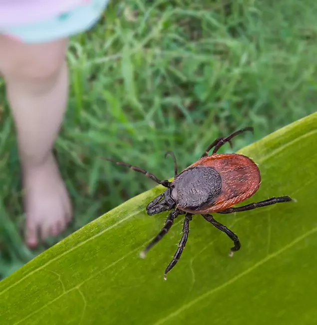 Why Wayne Homeowners Choose Wayne Pest Control Pro for Tick Extermination?