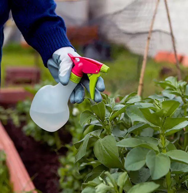 Why Wayne Relies on Wayne Pest Control Pro for Wasp Control Services?