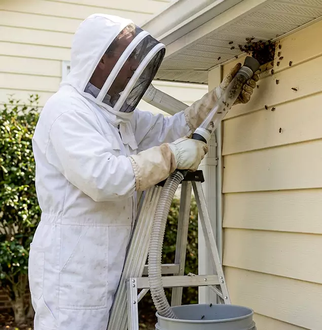 Why Wayne Trusts Wayne Pest Control Pro for Wasp Control?