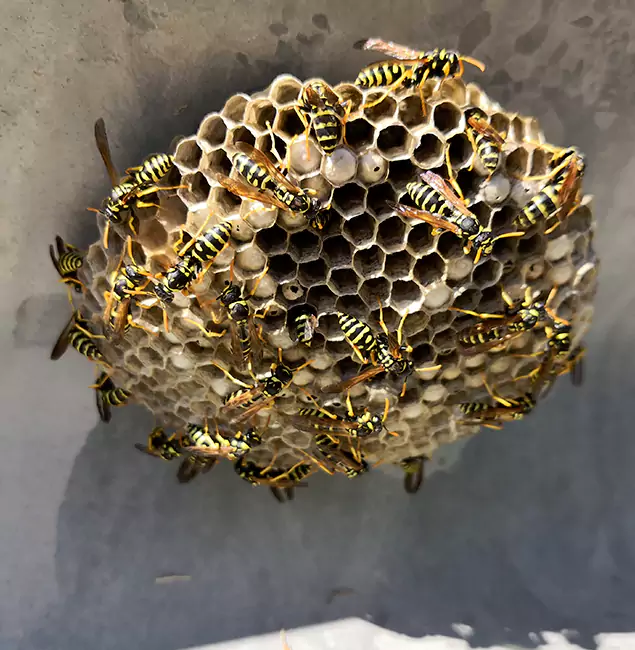 Why Wayne Chooses Wayne Pest Control Pro for Wasp Control Services?