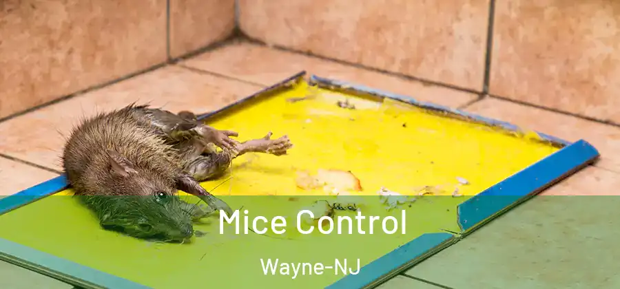Mice Control Wayne-NJ