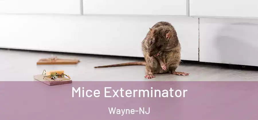Mice Exterminator Wayne-NJ