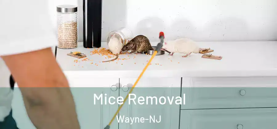 Mice Removal Wayne-NJ